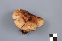 Tricholoma fulvum image